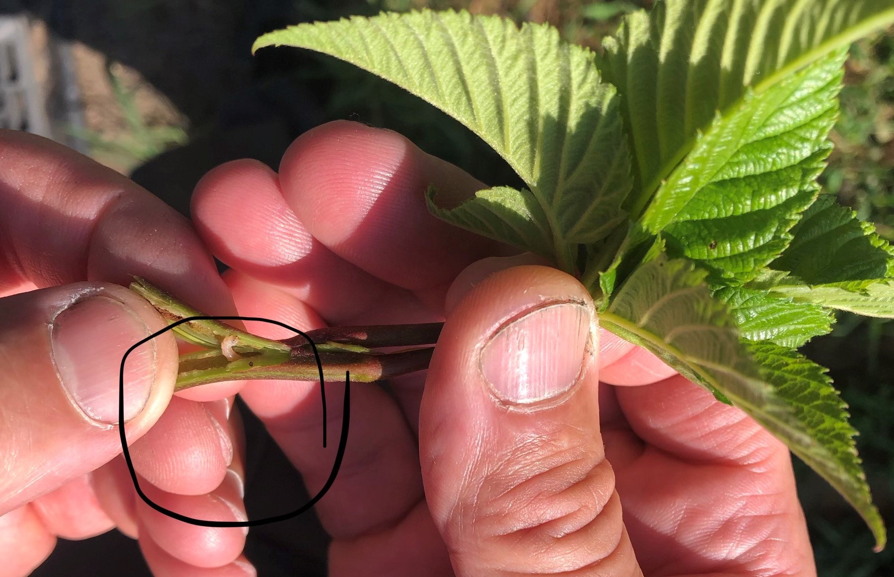 raspberry cane borer larva.jpg