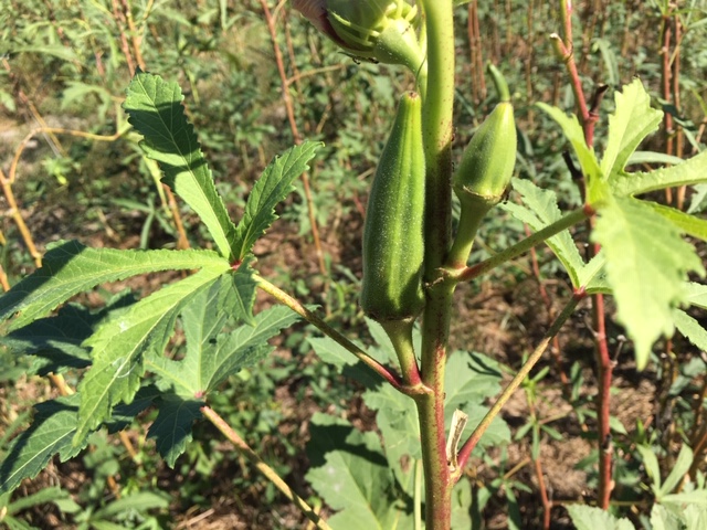 Okra pics.JPG