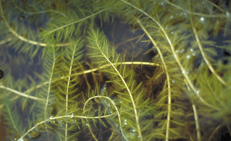 Watermilfoil.png