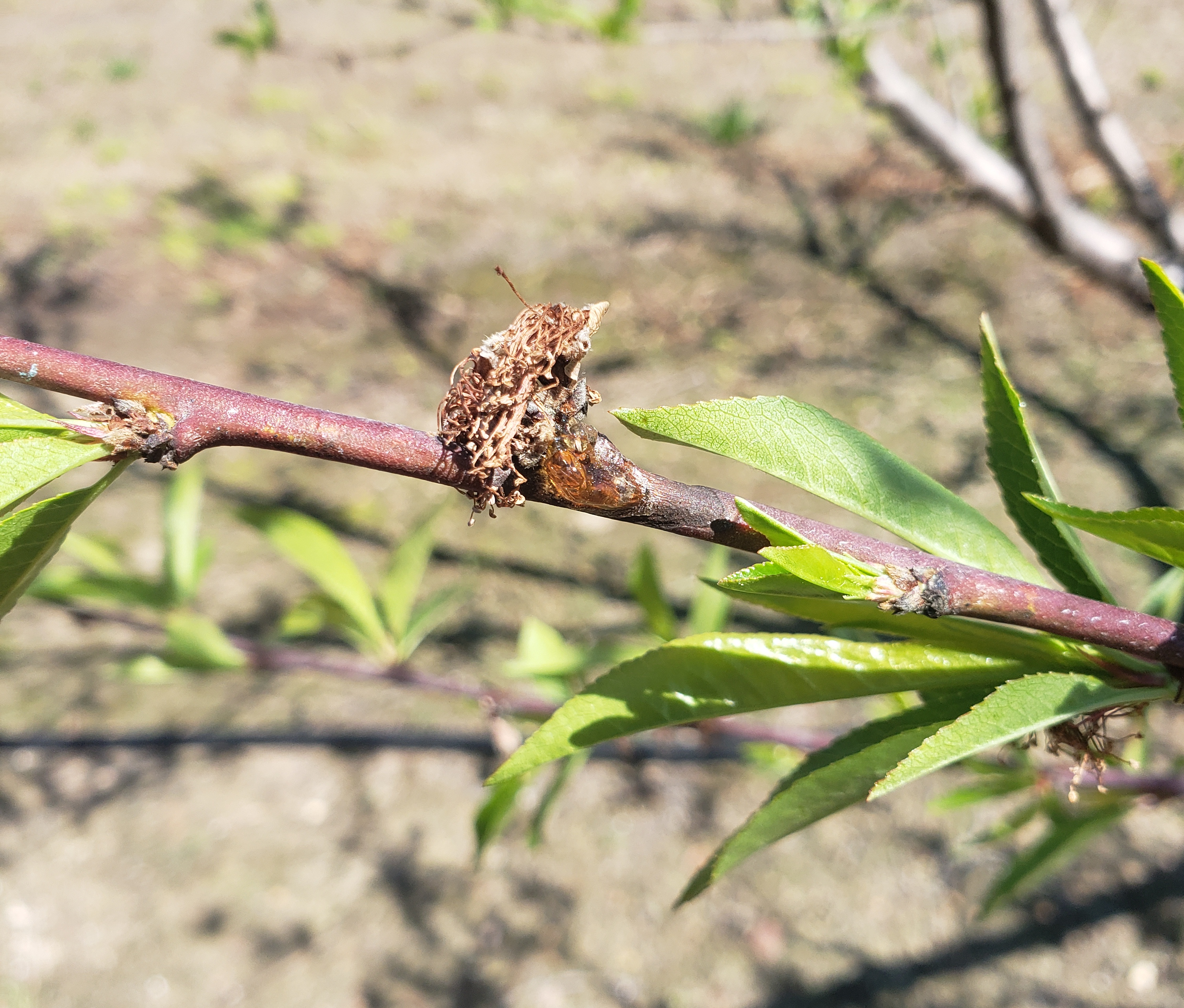 Monilinia fructicola