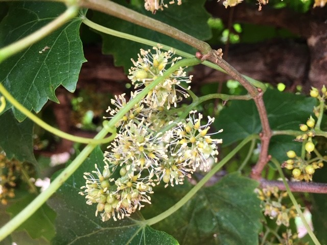 muscadine bloom