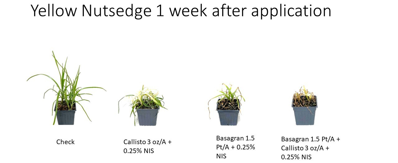 PS@_HPPD_Syngergy_Nutsedge