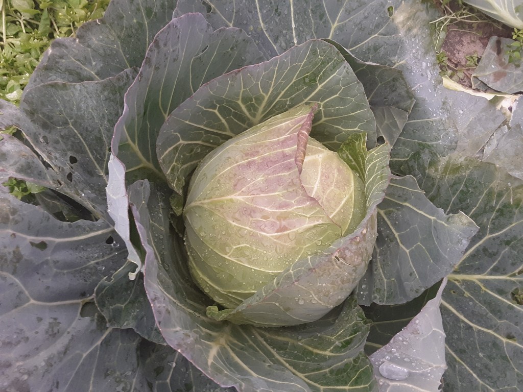 Weekly Field Update –&nbsp;1/24/22