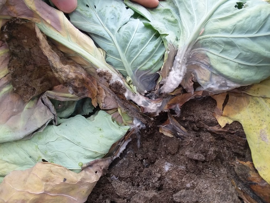Question of the Week – Sclerotinia White&nbsp;Mold