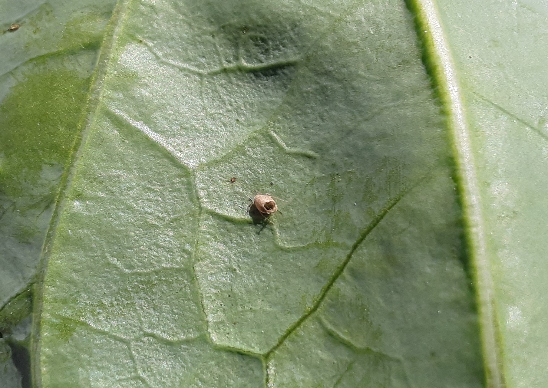 This image has an empty alt attribute; its file name is aphid.jpg