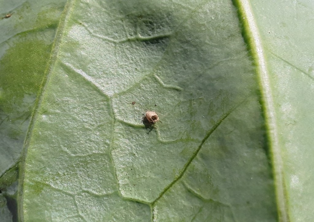 Question of the Week – Parasitoid&nbsp;Wasp