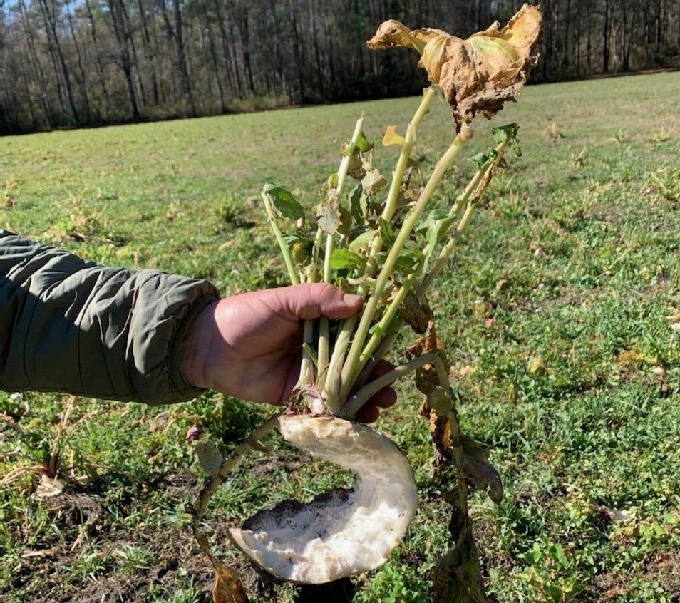 Question of the Week – Deer&nbsp;Damage