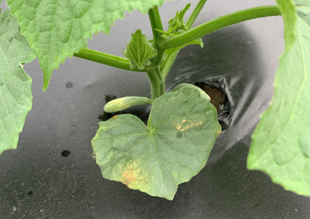 Planting Cucumbers Early Avoids Downy Mildew and Increases Yield without&nbsp;Fungicides