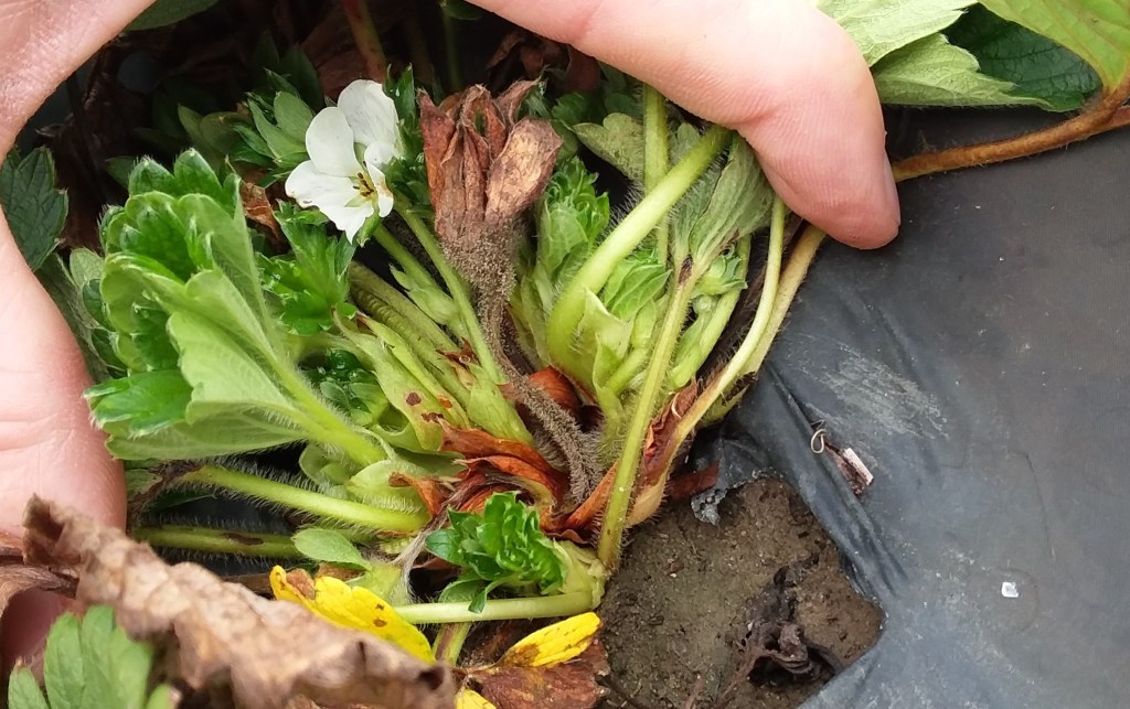 Question of the Week – Grey&nbsp;Mold