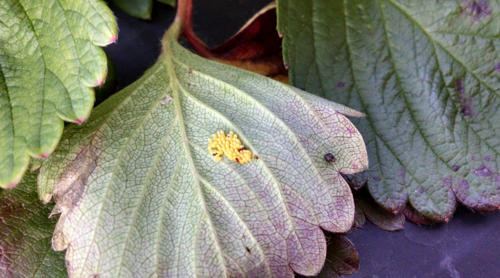 Question of the Week – Lady Beetle&nbsp;Eggs