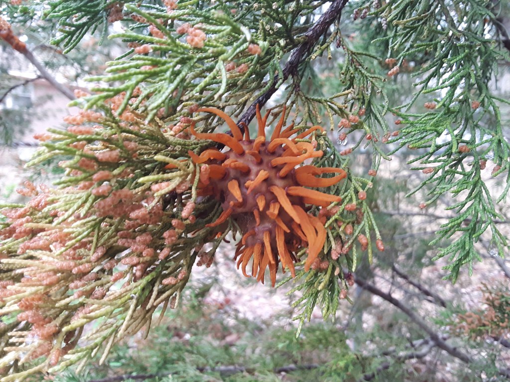 Question of the Week – Cedar-Apple&nbsp;Rust