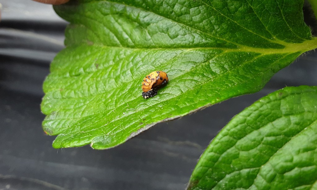 Question of the Week – Lady Beetle&nbsp;Pupa