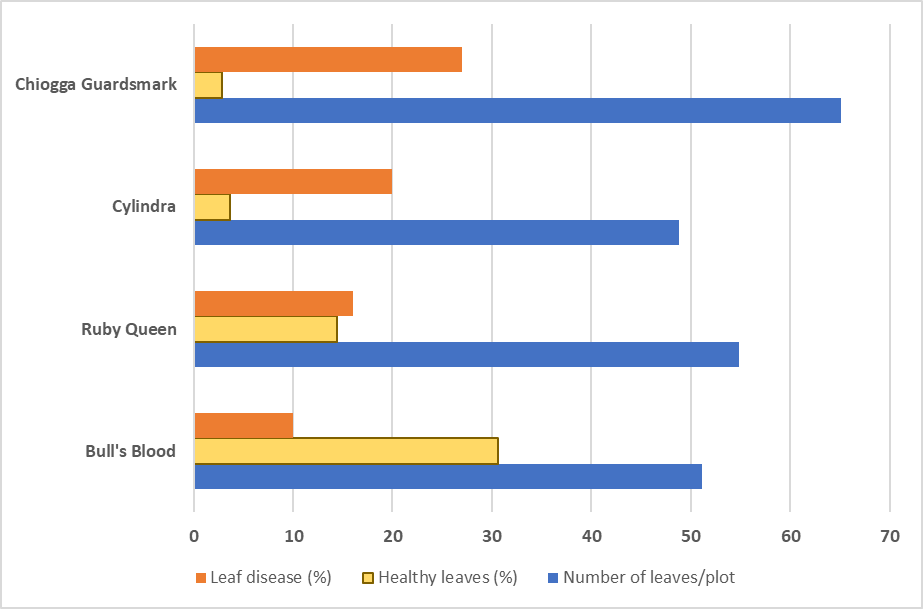 Beet Cultivars Tolerant to Cercospora Leaf&nbsp;Spot