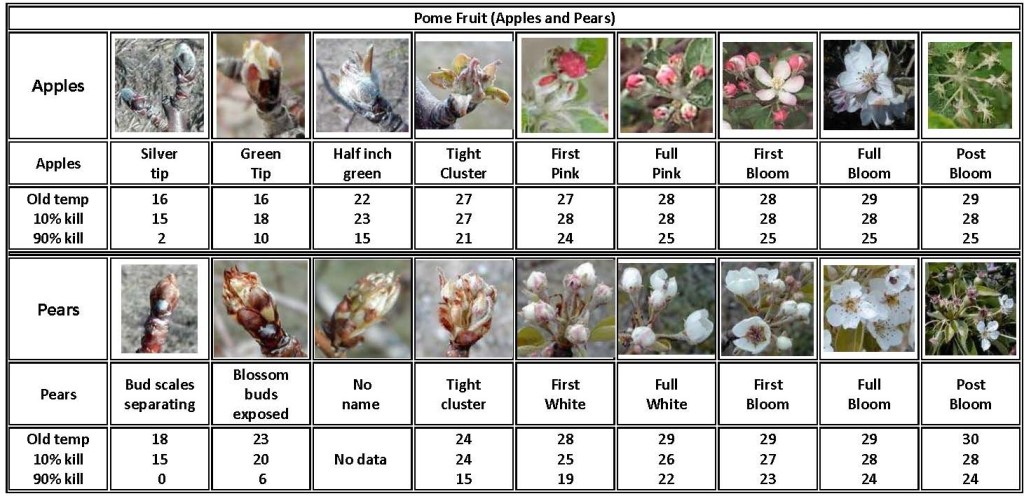 Hard Freeze Forecast for the&nbsp;Weekend