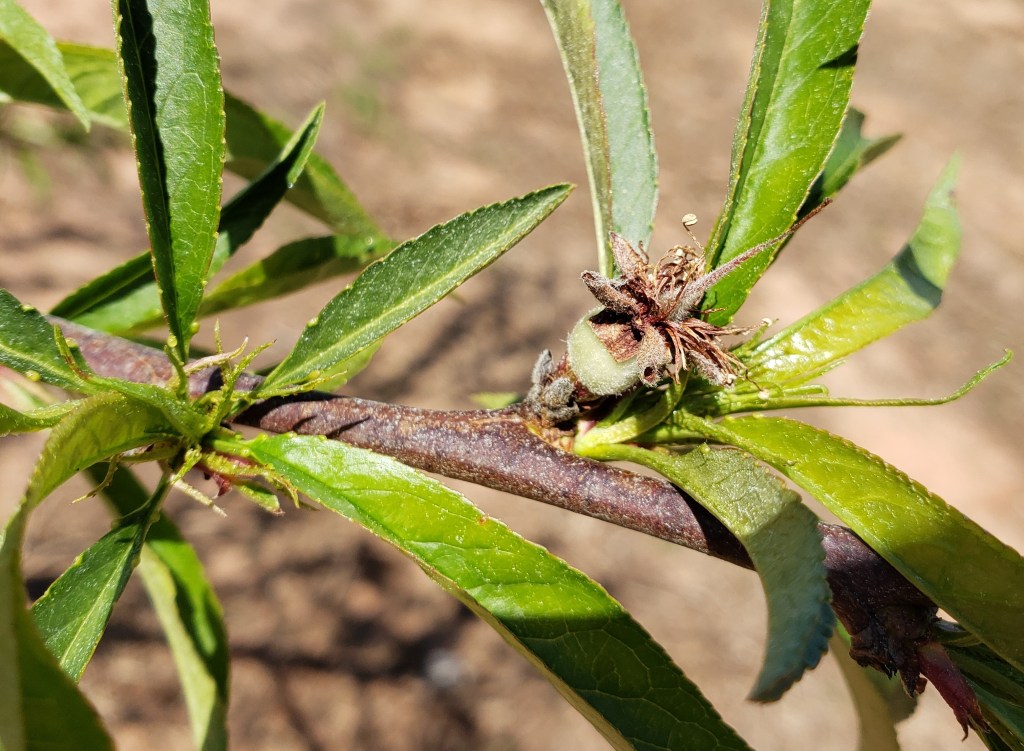 Weekly Field Update –&nbsp;4/11/22