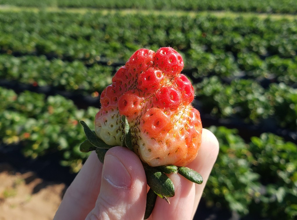 Question of the Week – Boron or&nbsp;Pollination