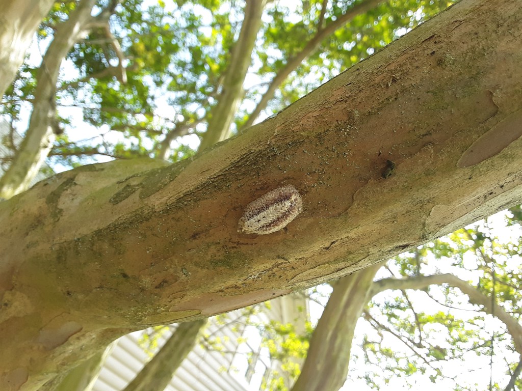 Question of the Week – Mantid&nbsp;Ootheca