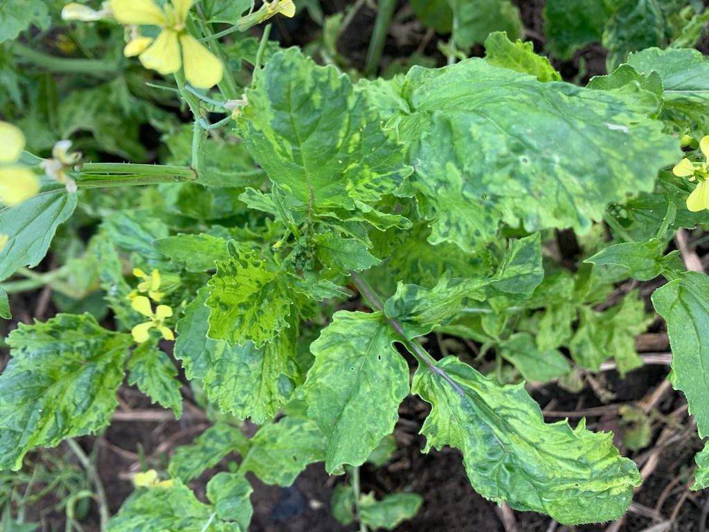 Question of the Week –&nbsp;Virus