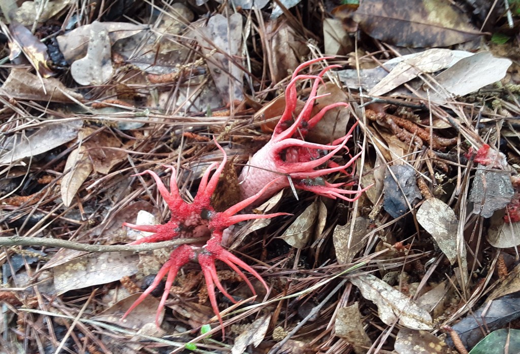 Question of the Week –&nbsp;Stinkhorns