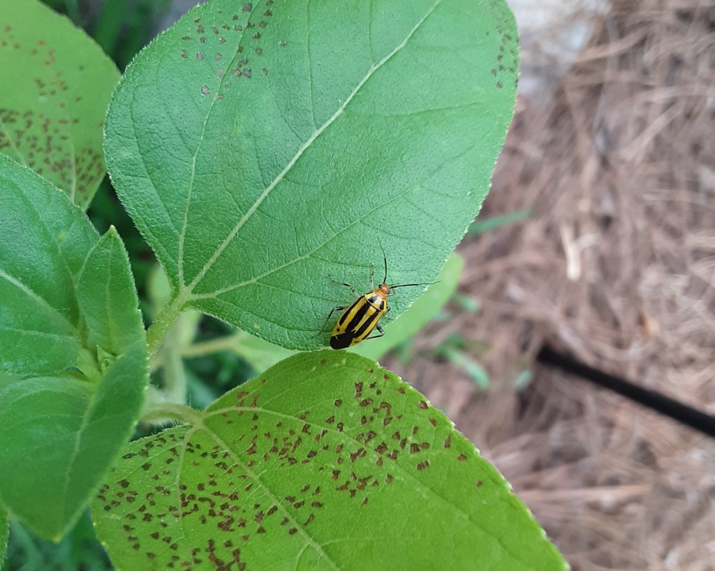 Question of the Week – Fourlined Plant&nbsp;Bug