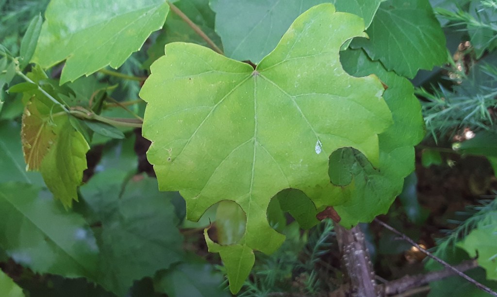 Question of the Week – Leafcutter&nbsp;Bee