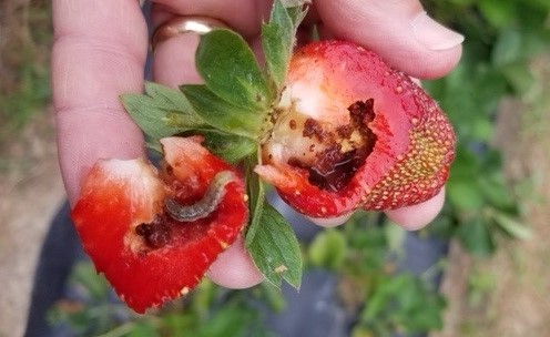 Weekly Field Update –&nbsp;5/16/22