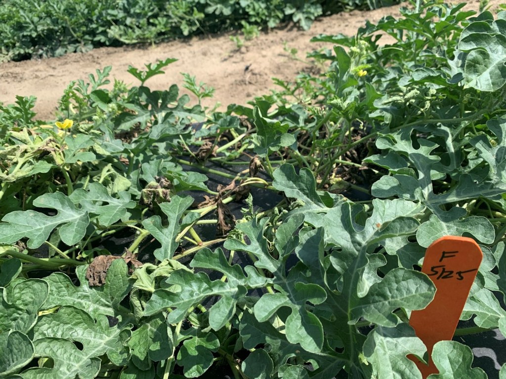 Fusarium Wilt Symptoms in Watermelon at Fruit Set&nbsp;Stage