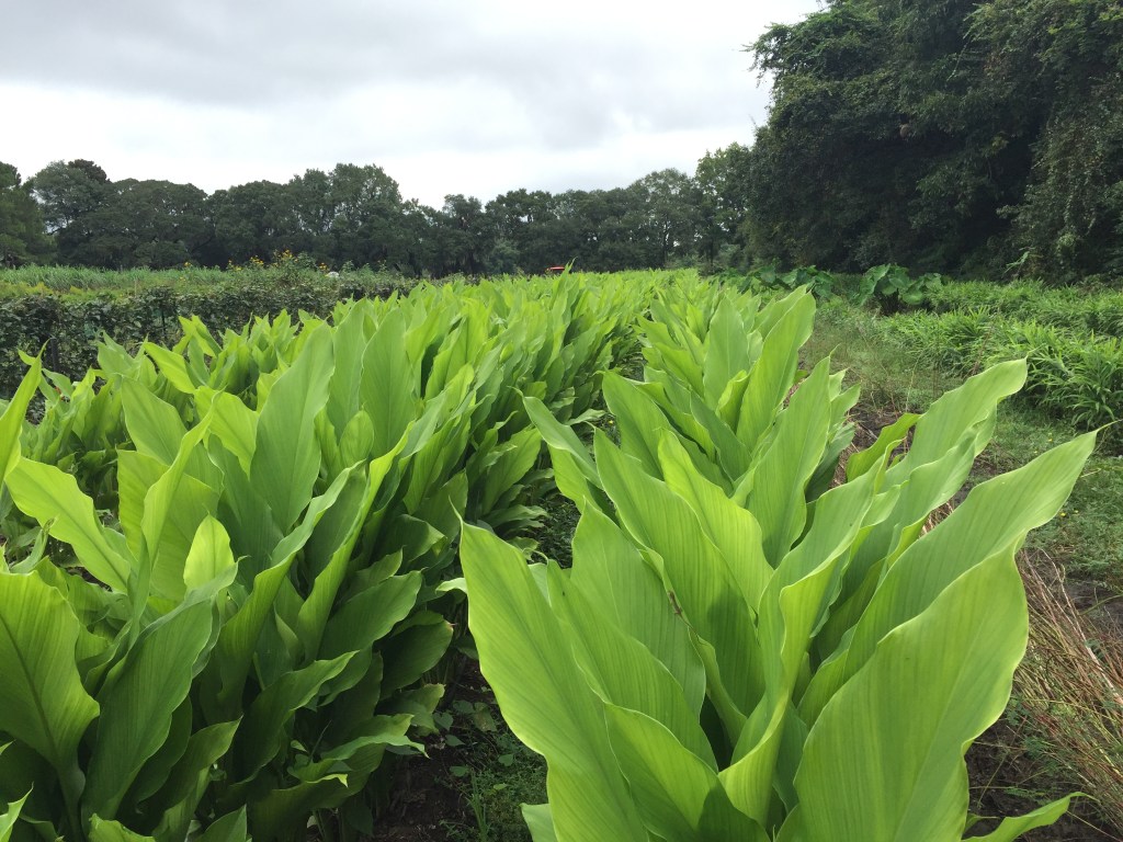 Question of the Week –&nbsp;Turmeric