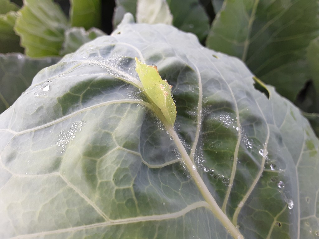 Question of the Week – ICW&nbsp;Crysalis