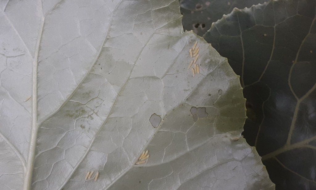 Question of the Week – Cross-striped&nbsp;Cabbageworm