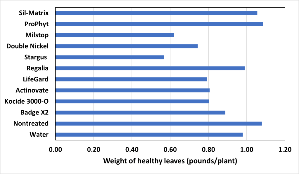 Biopesticides (Seem to) Perform Poorly Against Black Spot on&nbsp;Kale