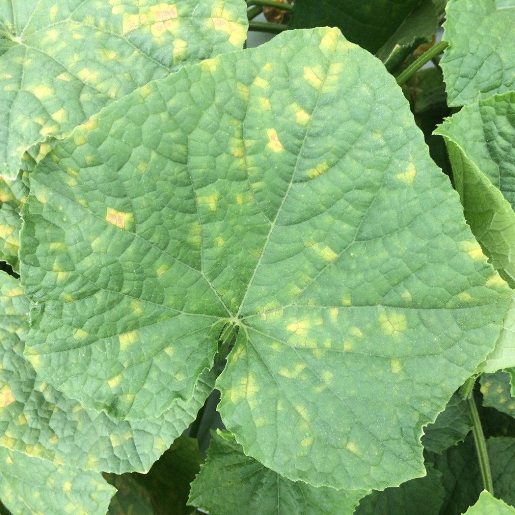 Downy Mildew Spreads to Charleston,&nbsp;SC