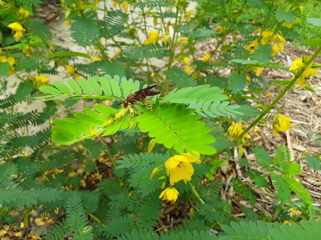 Question of the Week – Paper&nbsp;Wasp