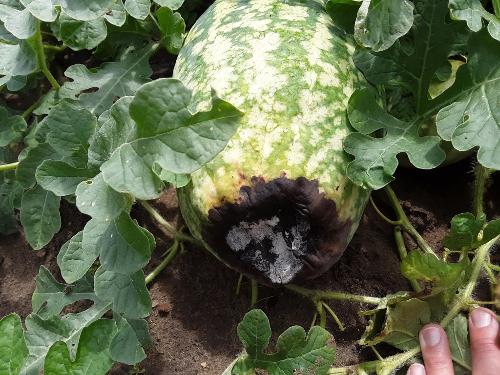 Question of the Week – Blossom End&nbsp;Rot