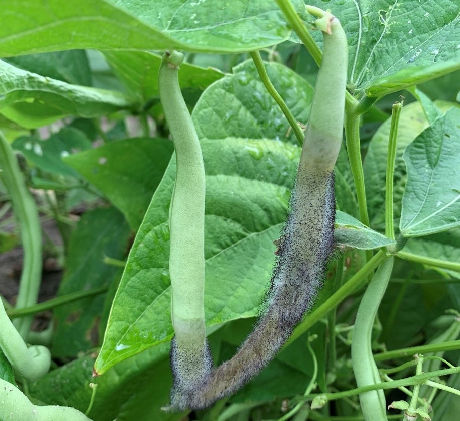 Choanephora Blight Found on Green Bean in&nbsp;Charleston