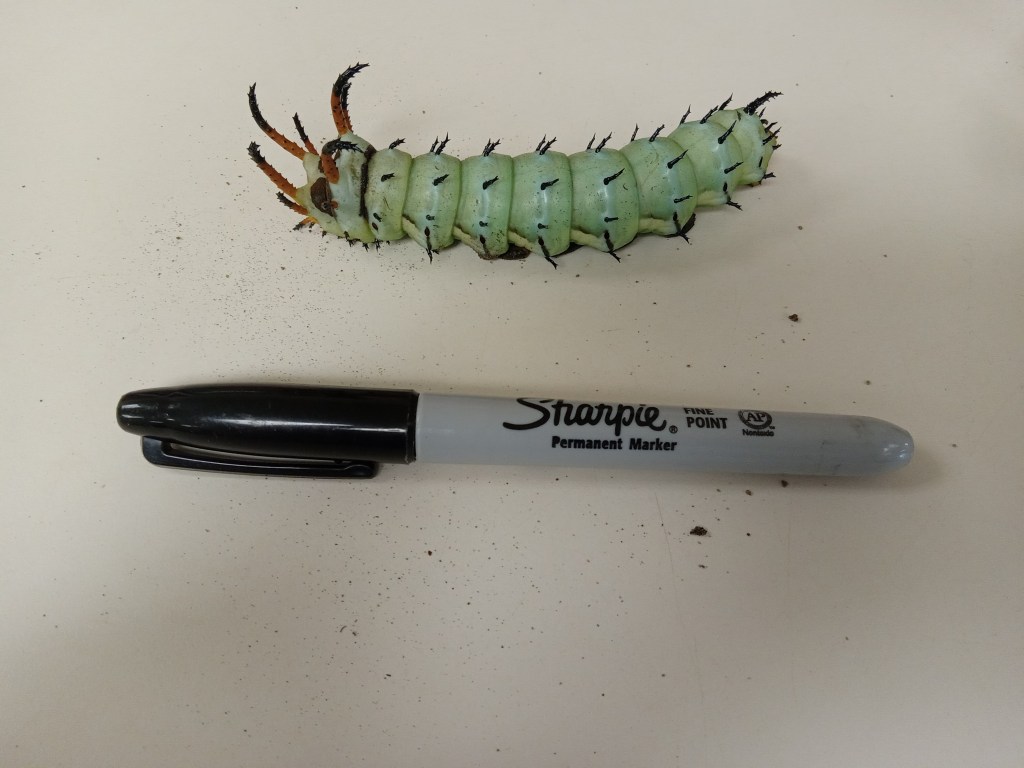 Question of the Week – Hickory Horned&nbsp;Devil