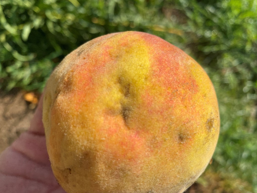 Weekly Field Update –&nbsp;8/15/22