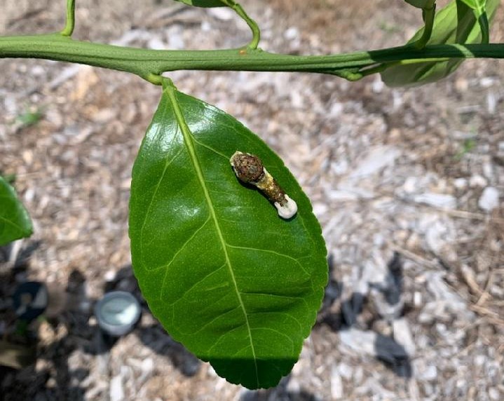Question of the Week – Giant Swallowtail&nbsp;Caterpillar