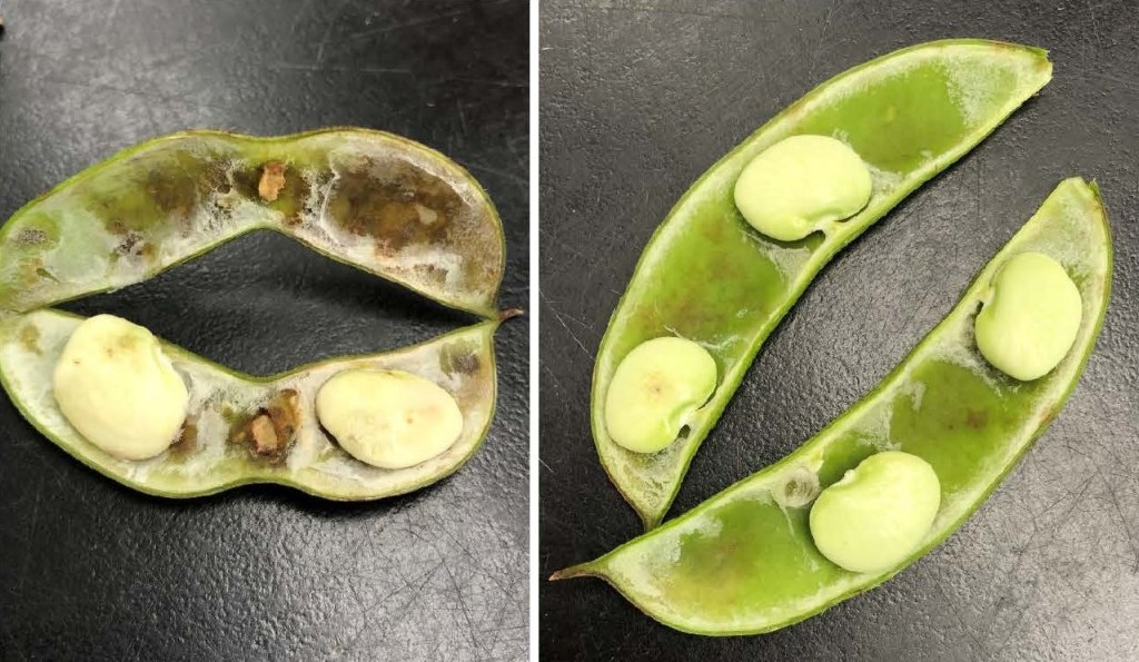 Anthracnose Identified on Lima Bean in the Pee Dee Region of South&nbsp;Carolina
