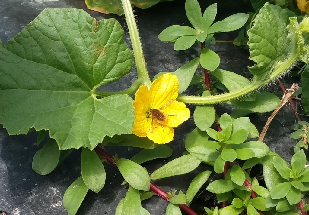 Question of the Week – Bee&nbsp;Fly