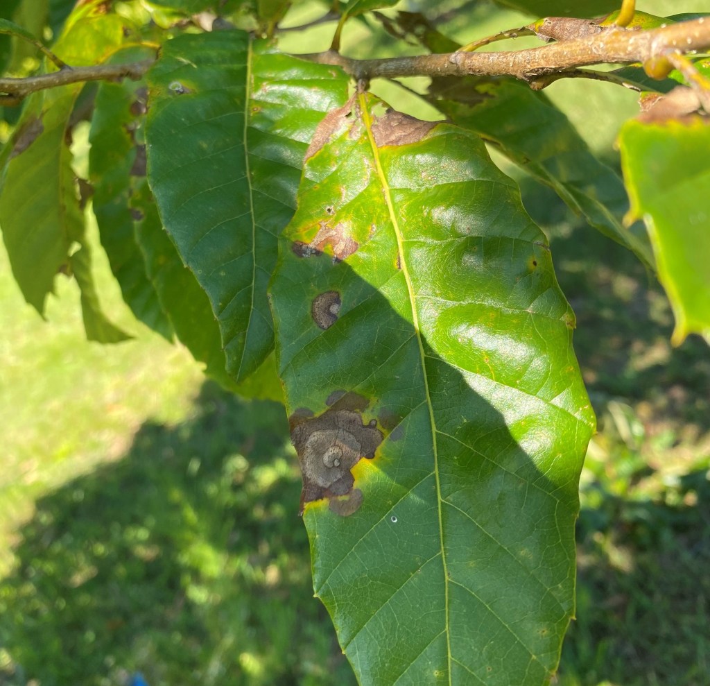 Question of the Week – Large Leaf&nbsp;Spot
