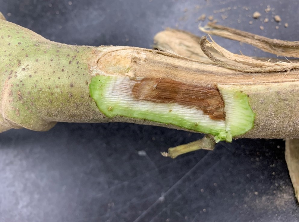 Fusarium Wilt on&nbsp;Okra