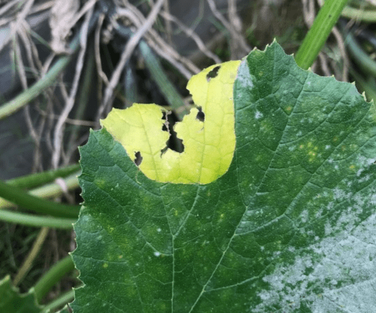 Question of the Week – Squash Beetle&nbsp;Trenching