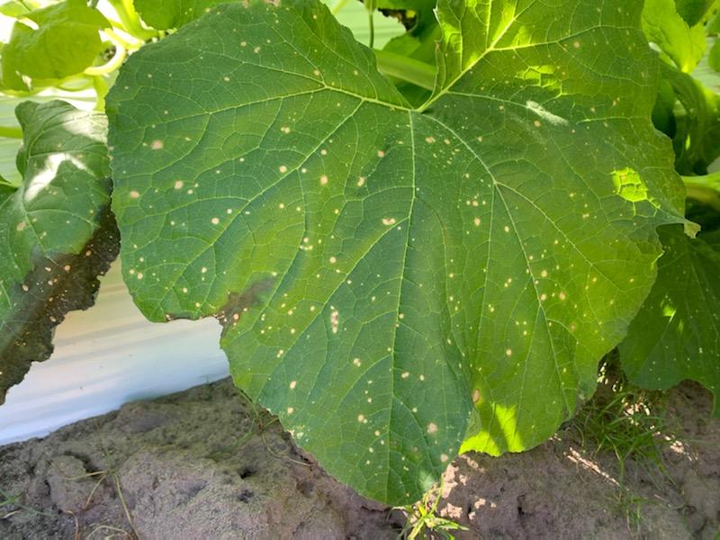 Question of the Week – Paraquat Drift