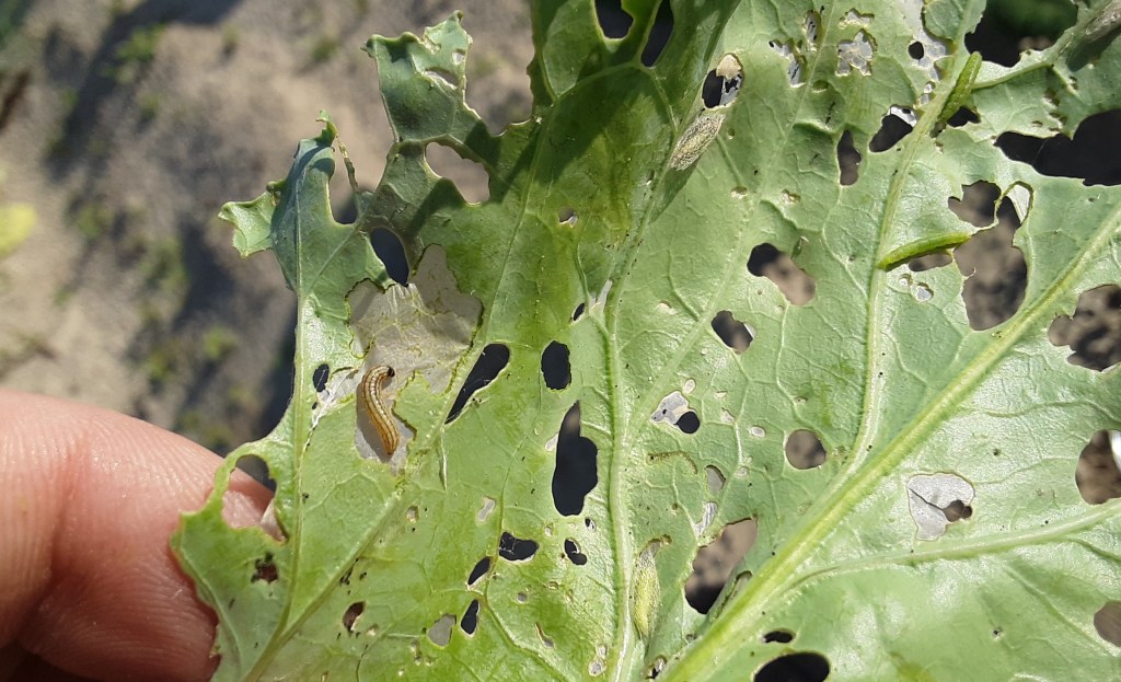 Question of the Week – Cabbage&nbsp;Webworm