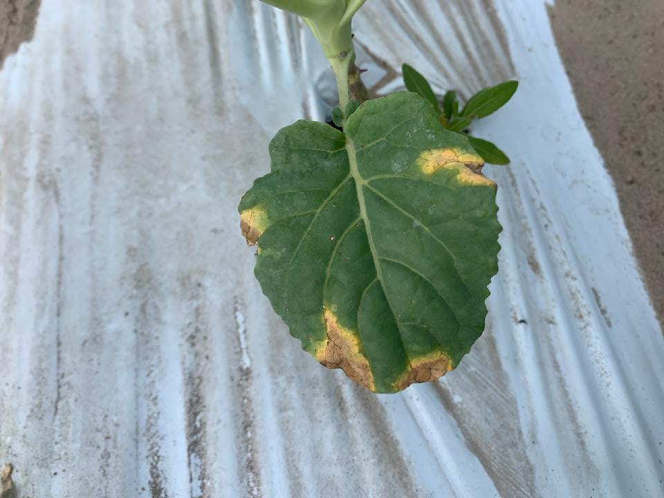 Weekly Field Update –&nbsp;10/3/22