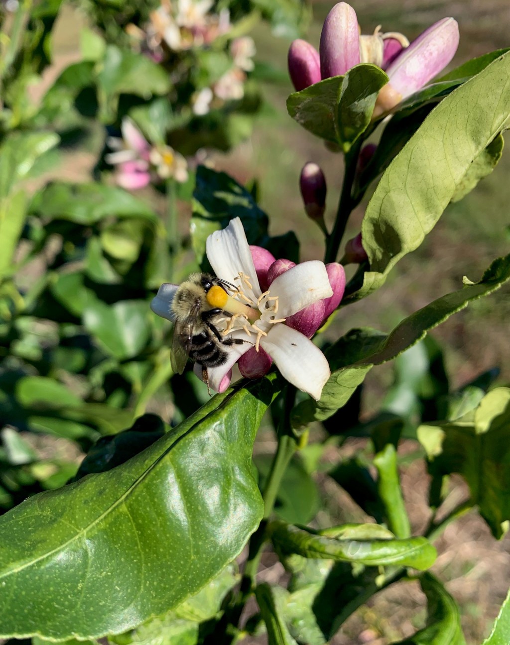 Question of the Week – Citrus