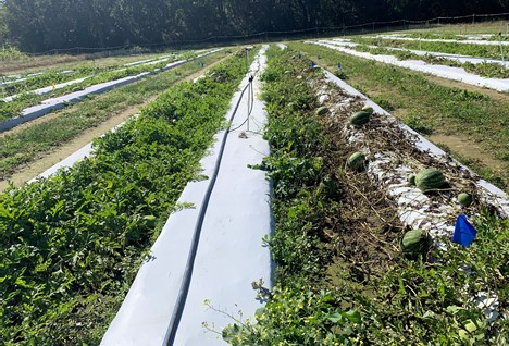 2023 Gummy Stem Blight Control for Watermelon Growers: Early is on&nbsp;Time