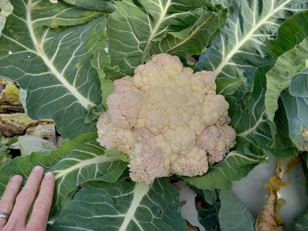 Question of the Week – Sunlight&nbsp;Exposure