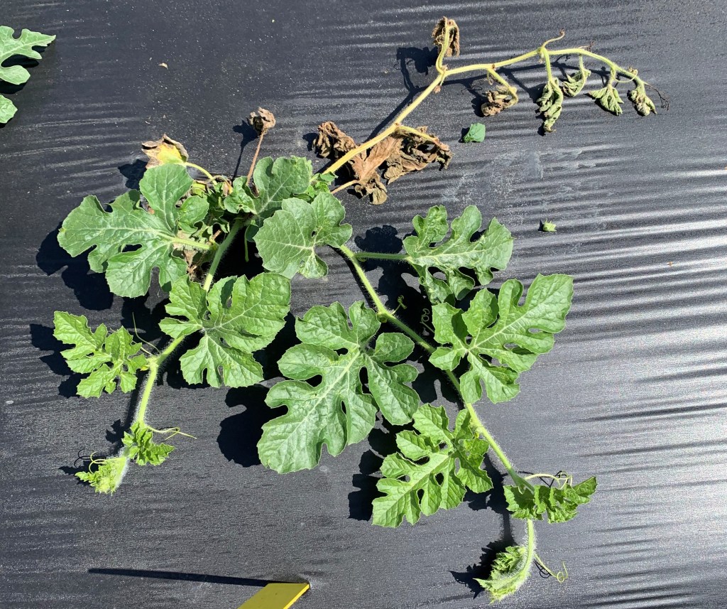 How Seedless Watermelon Cultivars React to Fusarium Wilt: Average Results of 2021 and 2022&nbsp;Trials